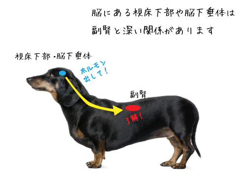 脳下垂体との関係