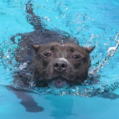 泳ぐ犬