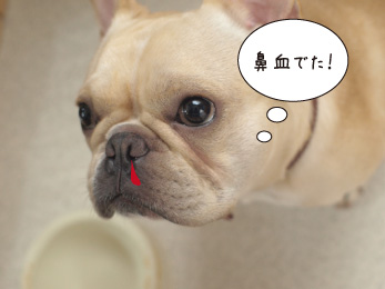 鼻血