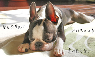 だるい犬