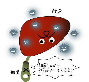 肝臓と胆嚢