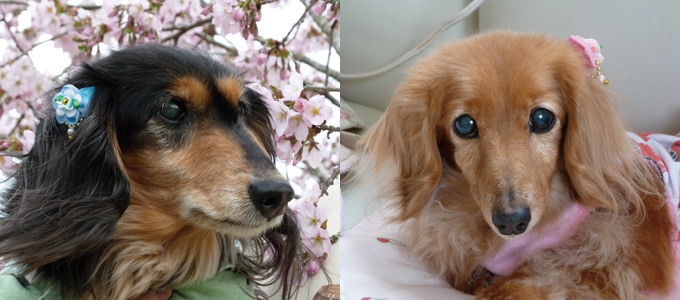 国産無添加ドッグフードの通販 ビッグウッドオンラインショップ