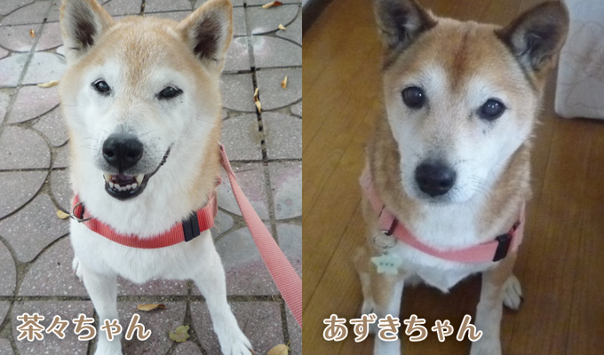 茶々ちゃん&あずきちゃん