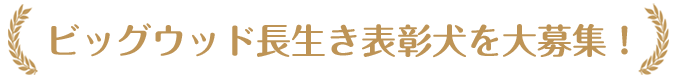 ビッグウッド 長生き表彰犬を大募集！