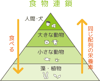 食物連鎖