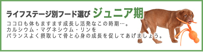 ライフステージ別フード選び・ジュニア期