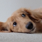 アレルギー体質の子