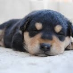 お腹がデリケート