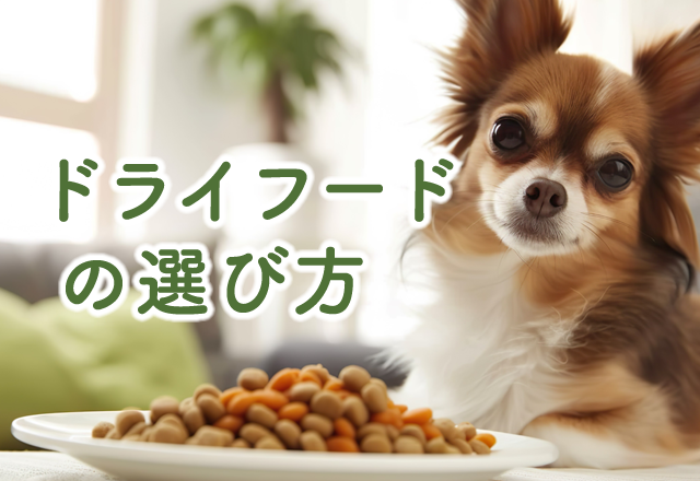 ドライフードの選び方