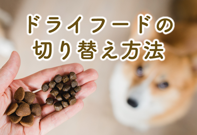 ドライフードの切り替え方法