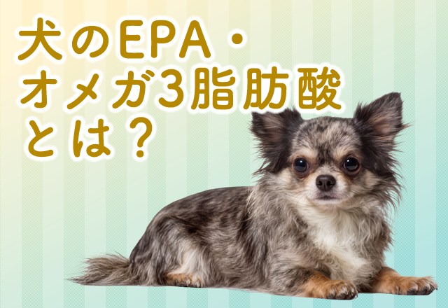 犬のEPA・オメガ３脂肪酸とは？