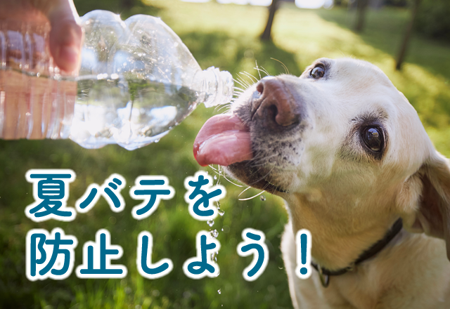 夏バテを防止しよう!