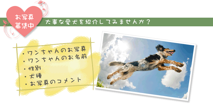 お写真募集中　大事な愛犬を紹介してみませんか？