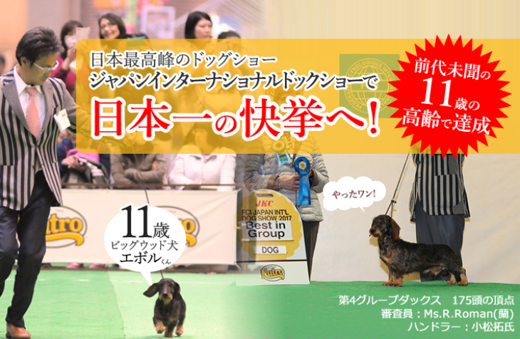 日本最高峰のドッグショージャパンインターナショナルドッグショーで日本一の快挙へ！