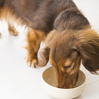 愛犬の食事療法