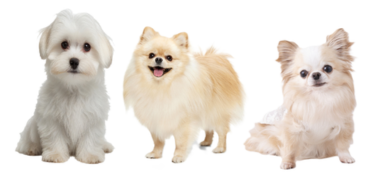 涙やけが目立ちやすい犬のイメージ