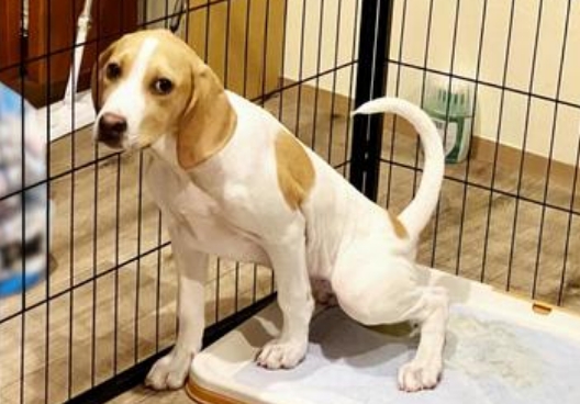 もう、トイレのたびに不安にならないで。