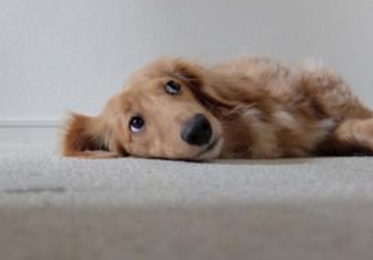 こんな様子はありませんか?