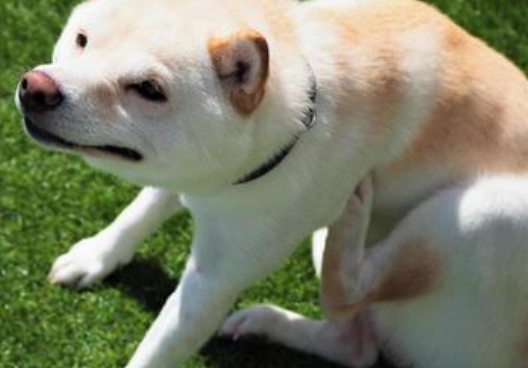 ずっと掻いている姿、つらいですよね。