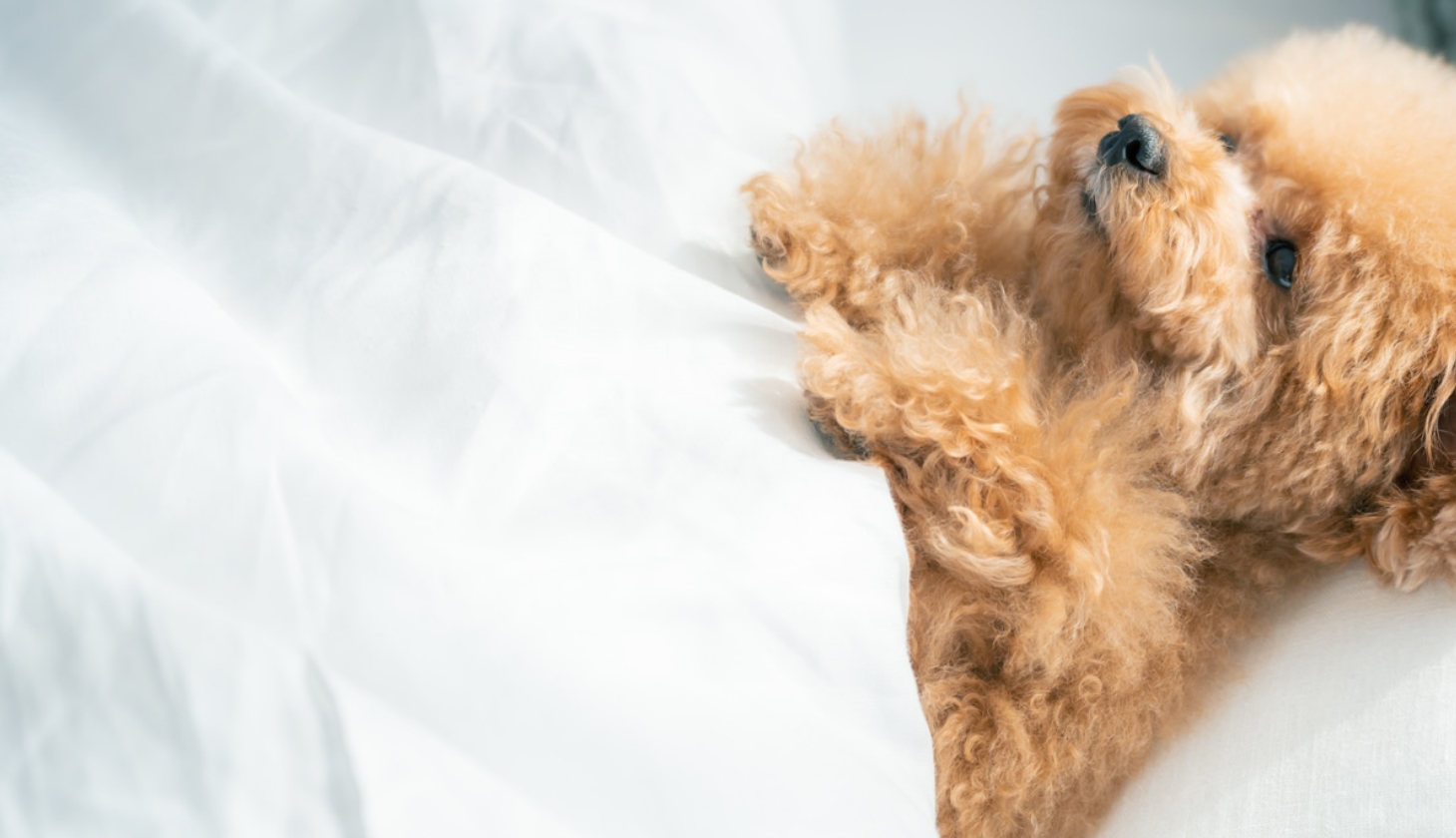 お腹にやさしい食事ケア方法