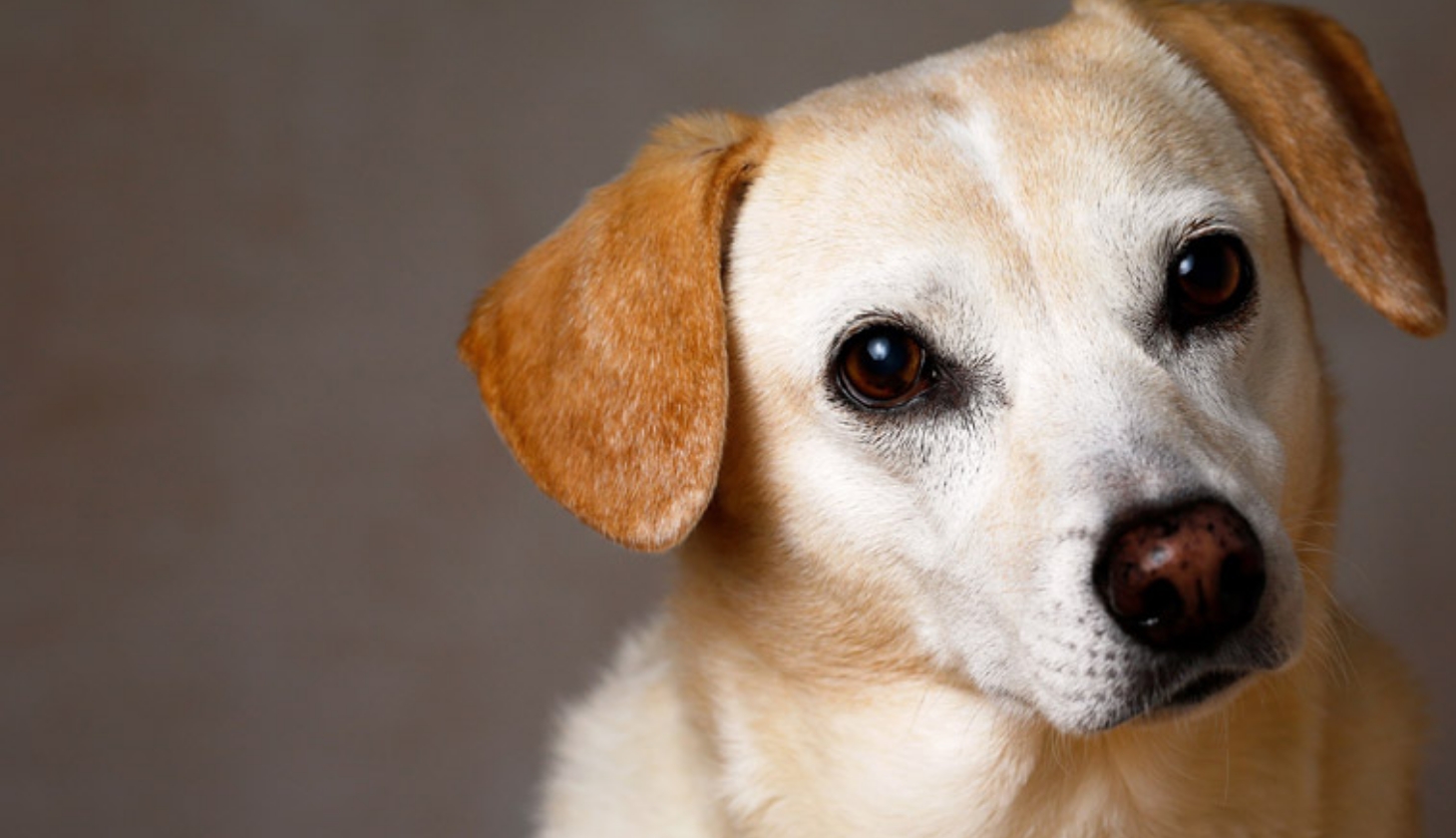 犬のかゆみ・皮膚トラブルに