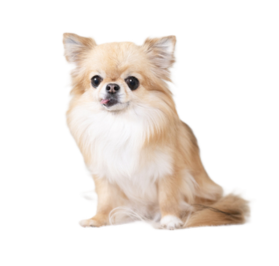 チワワの涙やけ対策イメージ