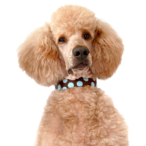 トイプードルの涙やけ対策イメージ