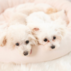 子犬の涙やけの原因イメージ