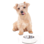 子犬のケアと食事の見直しイメージ