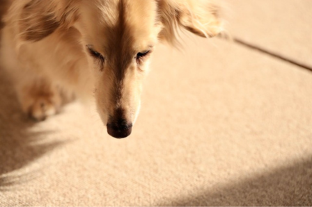 シニア犬の涙やけ原因イメージ