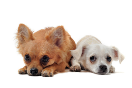 シニア犬のケアと食事の見直しイメージ