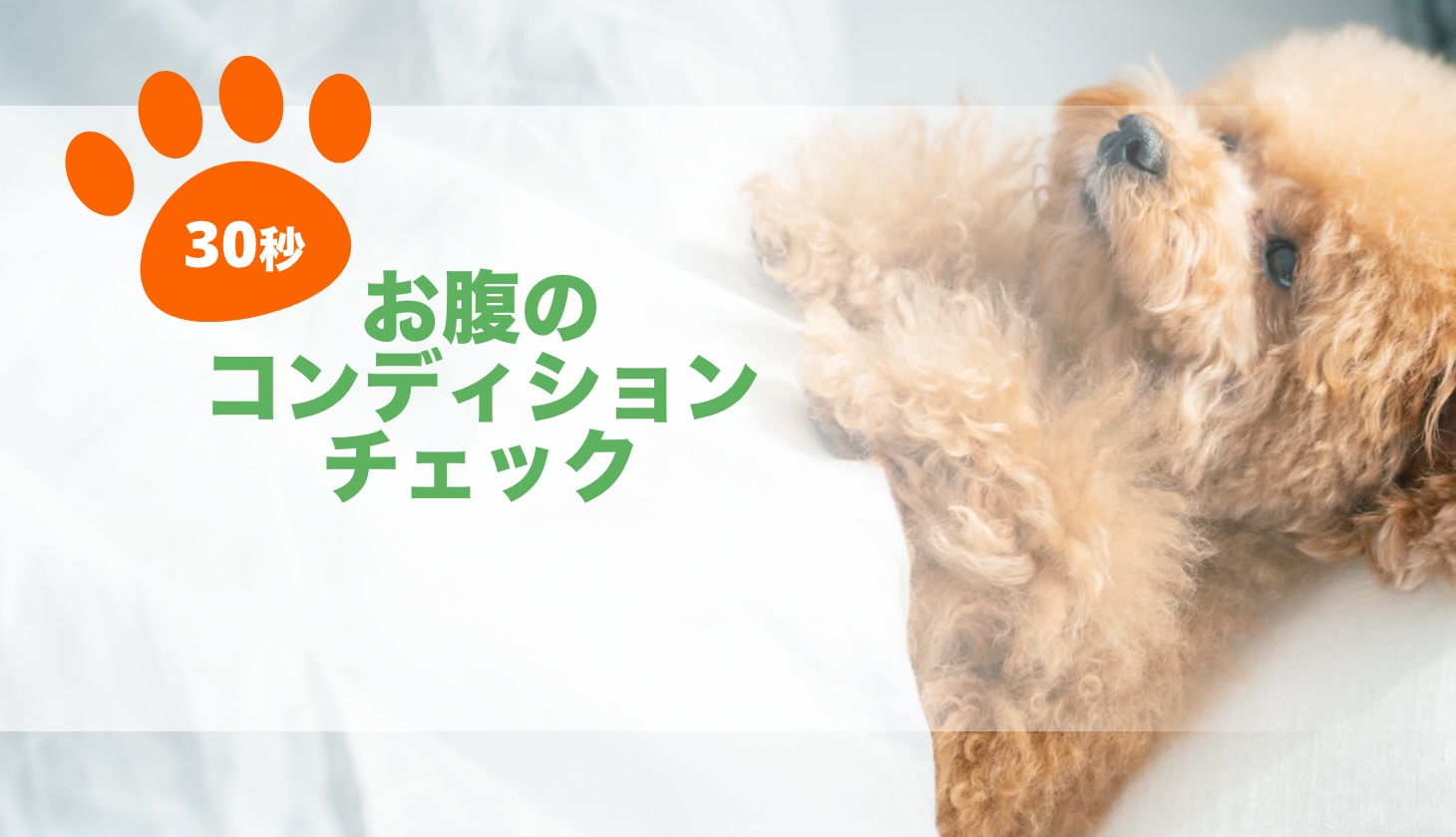 お腹のコンディションチェック