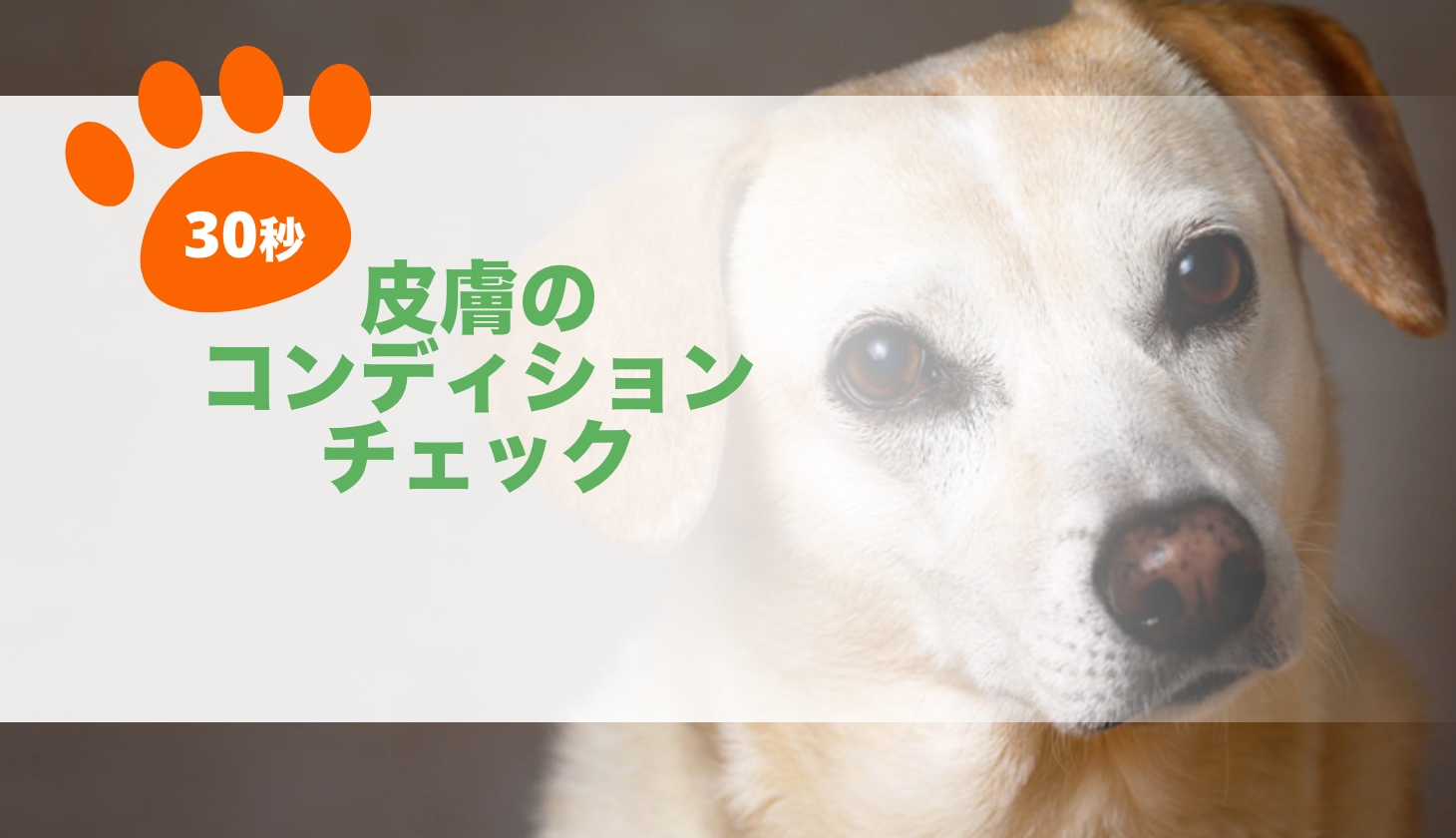 皮膚のコンディションチェック