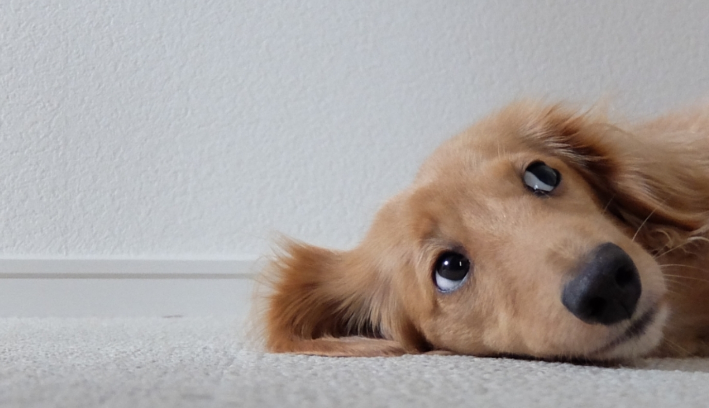 敏感な子のための低刺激フード