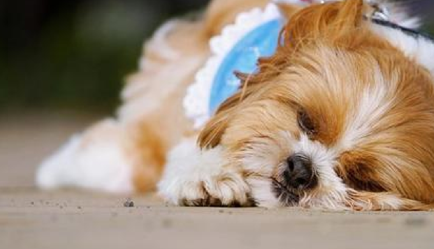 犬がご飯を食べない