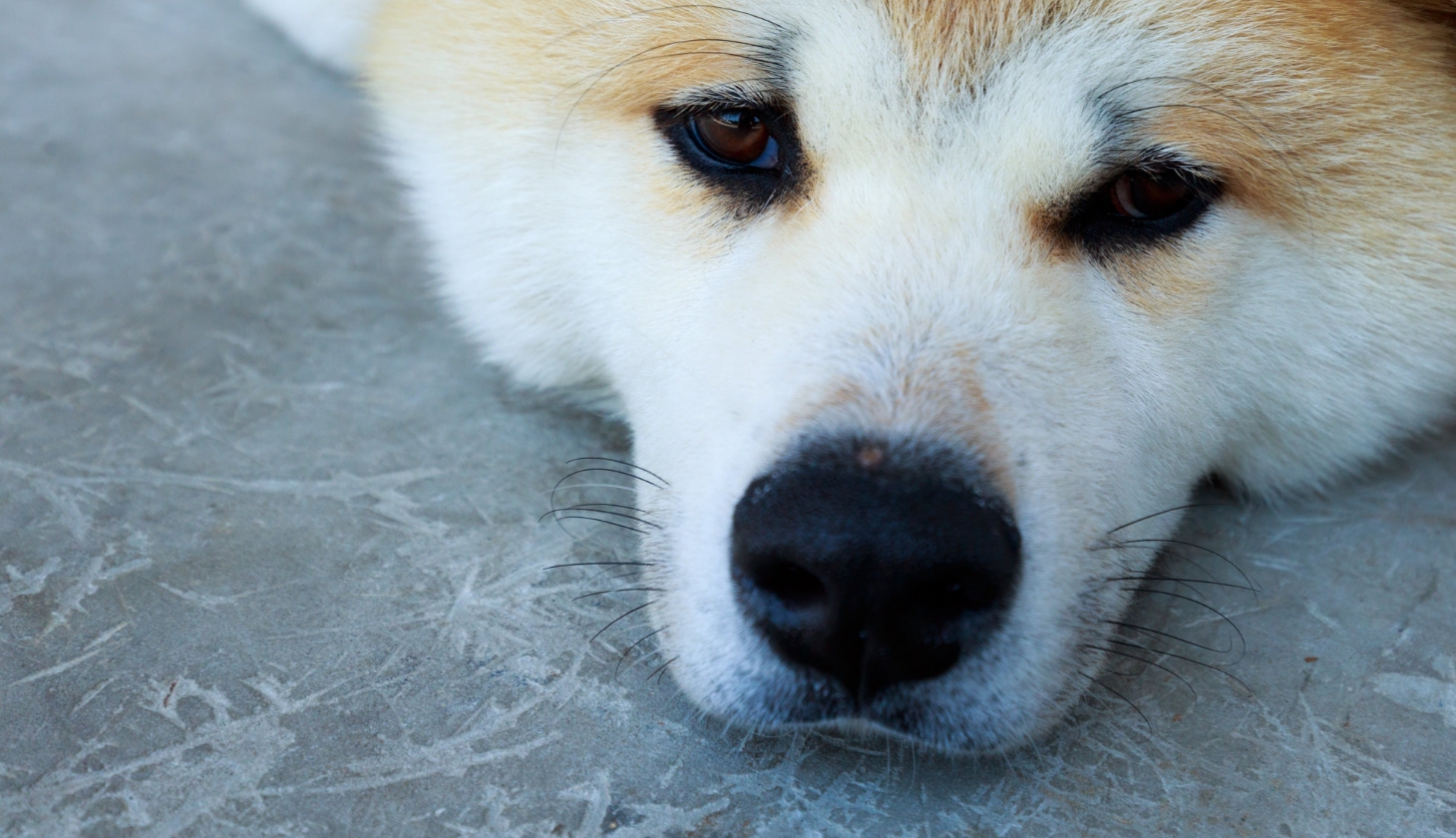 犬の涙やけが気になる方へ