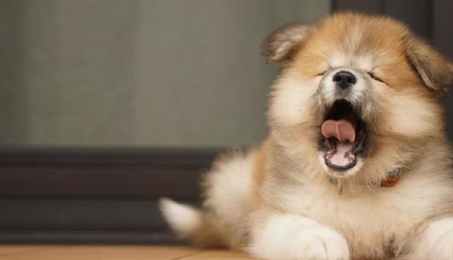 犬がよく吐くのはなぜ？