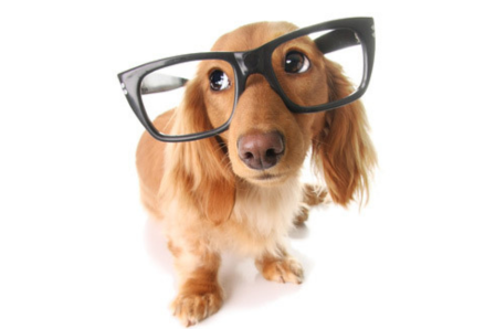 体質と涙やけのイメージ