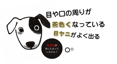 犬の涙やけ（目元のケア）