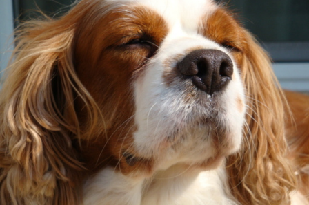 涙やけがひどい犬の食事見直しイメージ