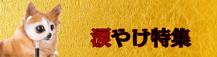 涙やけ特集のイメージ（犬の目元ケア）