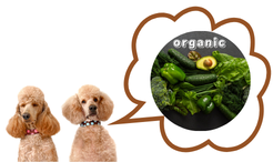 飼い主が実践しているケアのイメージ