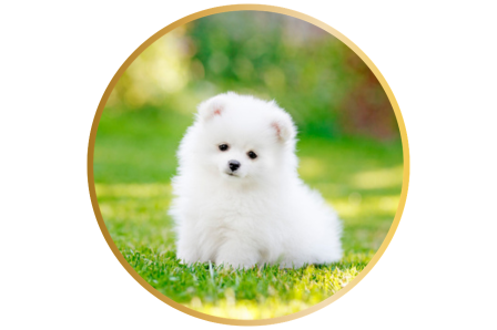 涙やけ対策の基本3ステップイメージ