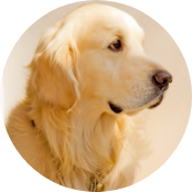 6歳/ゴールデン