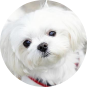 3歳/マルチーズ