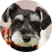 12歳/シャナウザー