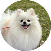 10カ月／ポメラニアン