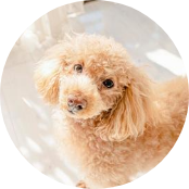 10カ月／プードル