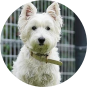 6歳／ウエスティー