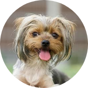 6歳／ウエスティー